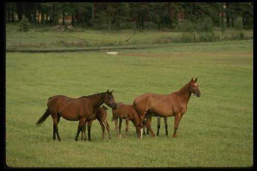 201084 quarterhorses smaland - 201084,