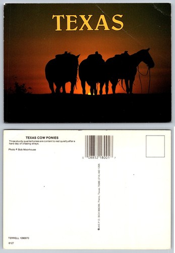 Cartolina texas mucca - mucca, pony